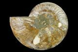 Agatized Ammonite Fossil (Half) - Madagascar #144117-1
